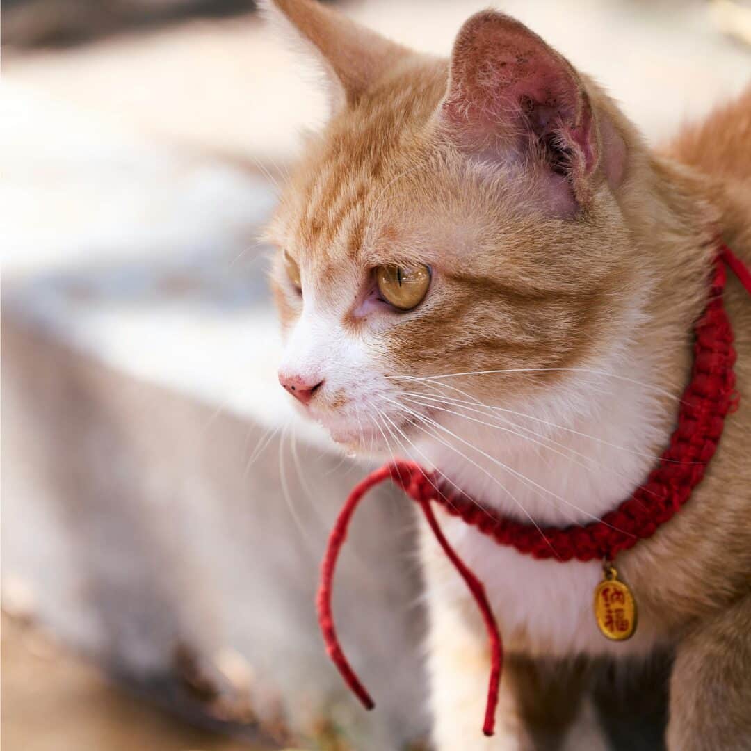 cat collars