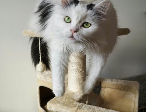 Best cat trees for large cats