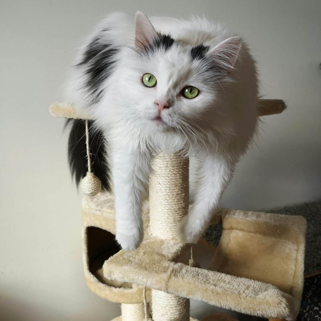 Best cat tree for large cats