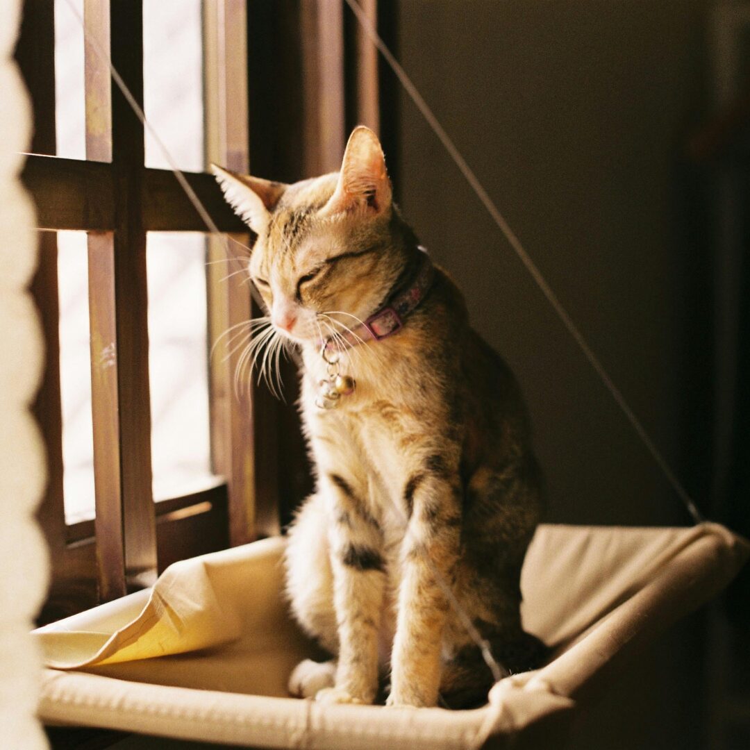 cat window bed