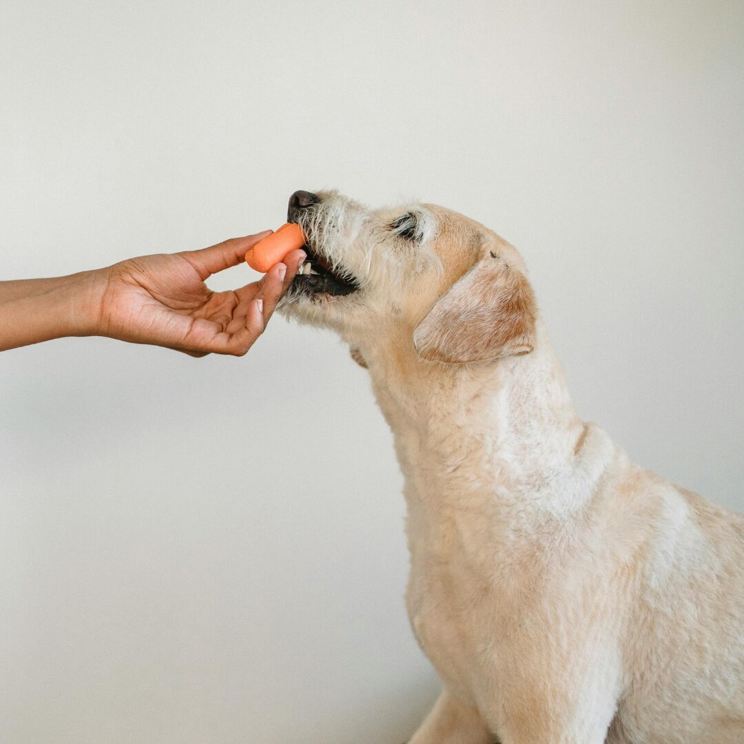 sensitive stomach dog food