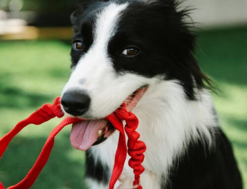 top 5 leashes to Keep Your Pup Safe and Stylish