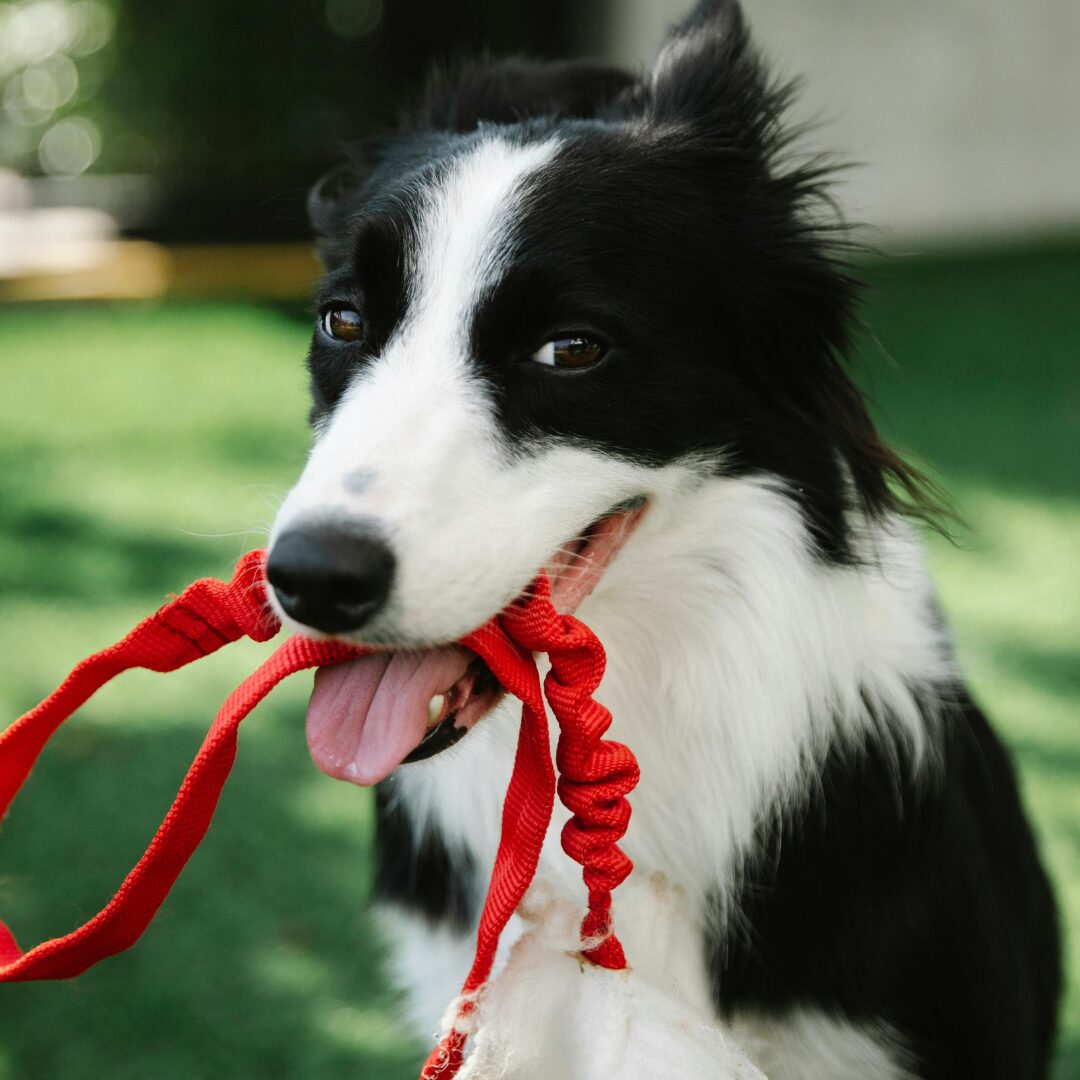 doggo leash