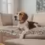 couch covers for dogs