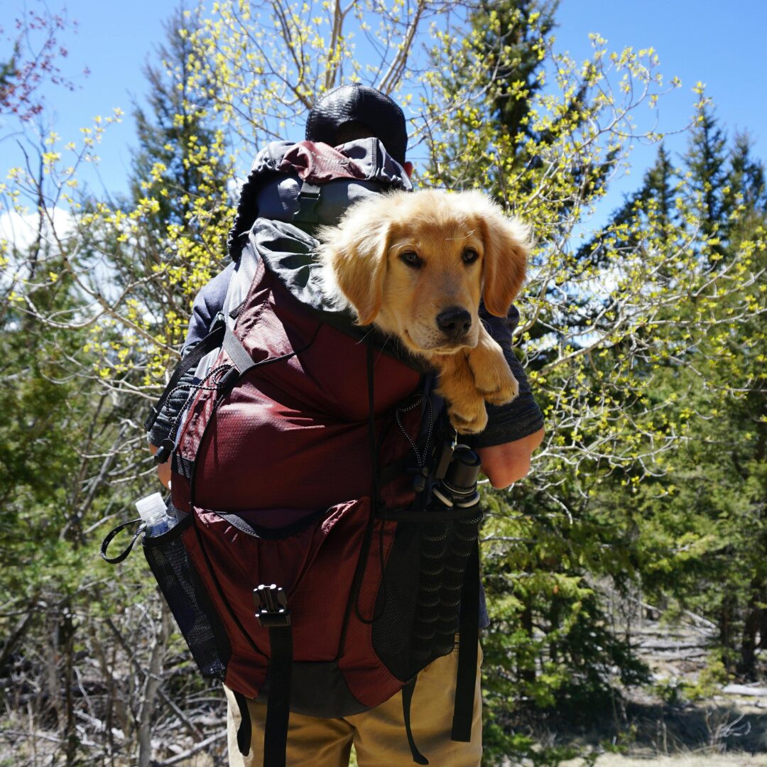 dog bag carrier