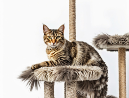 large cat trees for maine coons