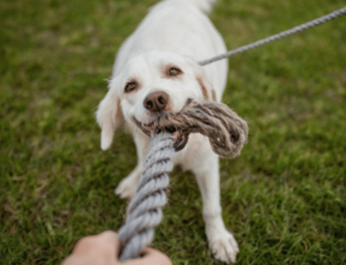 how to play tug of war with dog thats unmotivated