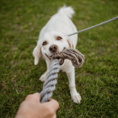 how to play tug of war with dog thats unmotivated