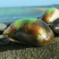 green lipped mussel