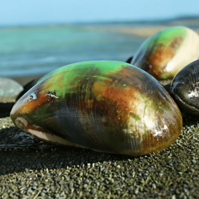 green lipped mussel