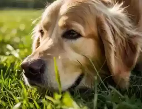 scent dogs harder to track with in humidity