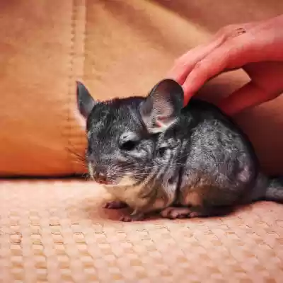 chinchillas care